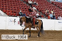 11buck_1964 thumbnail