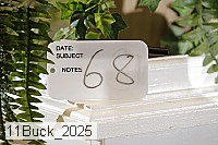 11buck_2025 thumbnail