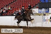 11buck_2293 thumbnail