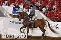 11buck_2548 thumbnail