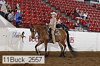 11buck_2557 thumbnail