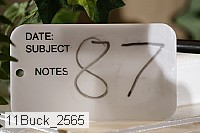 11buck_2565 thumbnail