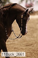 11buck_2661 thumbnail