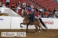 11buck_3275 thumbnail