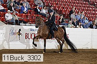 11buck_3302 thumbnail