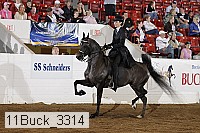 11buck_3314 thumbnail