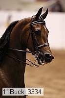 11buck_3334 thumbnail