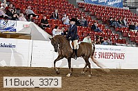 11buck_3373 thumbnail