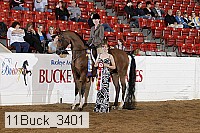 11buck_3401 thumbnail