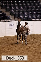 11buck_3501 thumbnail