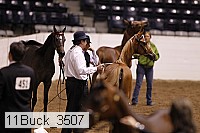 11buck_3507 thumbnail