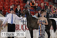 11buck_3516 thumbnail