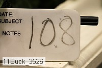 11buck_3526 thumbnail