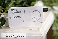 11buck_3535 thumbnail