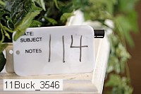 11buck_3546 thumbnail