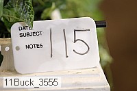 11buck_3555 thumbnail