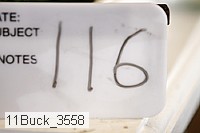 11buck_3558 thumbnail
