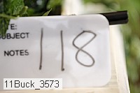 11buck_3573 thumbnail