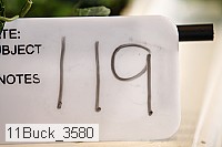 11buck_3580 thumbnail