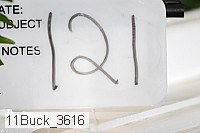 11buck_3616 thumbnail