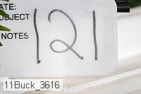 11buck_3616 thumbnail