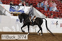 11buck_3774 thumbnail