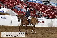 11buck_3777 thumbnail