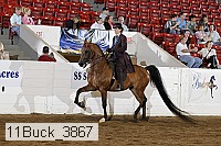 11buck_3867 thumbnail