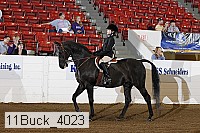 11buck_4023 thumbnail