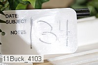 11buck_4103 thumbnail