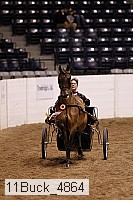 11buck_4864 thumbnail