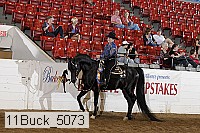 11buck_5073 thumbnail
