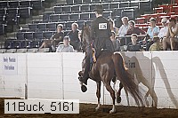 11buck_5161 thumbnail