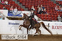 11buck_5164 thumbnail