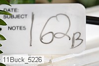 11buck_5226 thumbnail