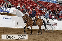 11buck_5237 thumbnail