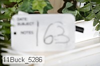 11buck_5286 thumbnail