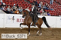 11buck_5371 thumbnail