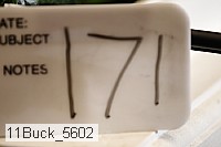 11buck_5602 thumbnail