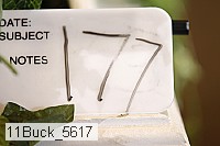 11buck_5617 thumbnail