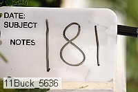 11buck_5636 thumbnail