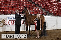 11buck_5642 thumbnail