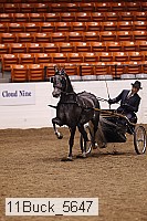 11buck_5647 thumbnail