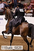 11buck_5828 thumbnail