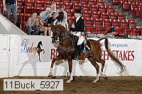 11buck_5927 thumbnail