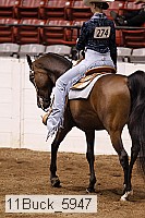11buck_5947 thumbnail