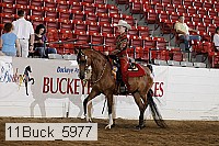 11buck_5977 thumbnail