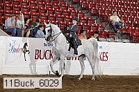 11buck_6029 thumbnail