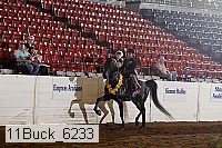 11buck_6233 thumbnail