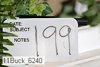 11buck_6240 thumbnail